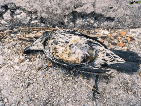 Dead Bird Removal Towen Mountain