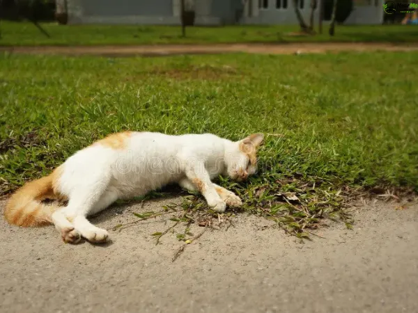 Dead Cat Removal Towen Mountain