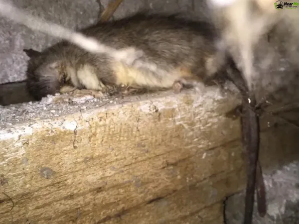 Dead Rat Removal Towen Mountain